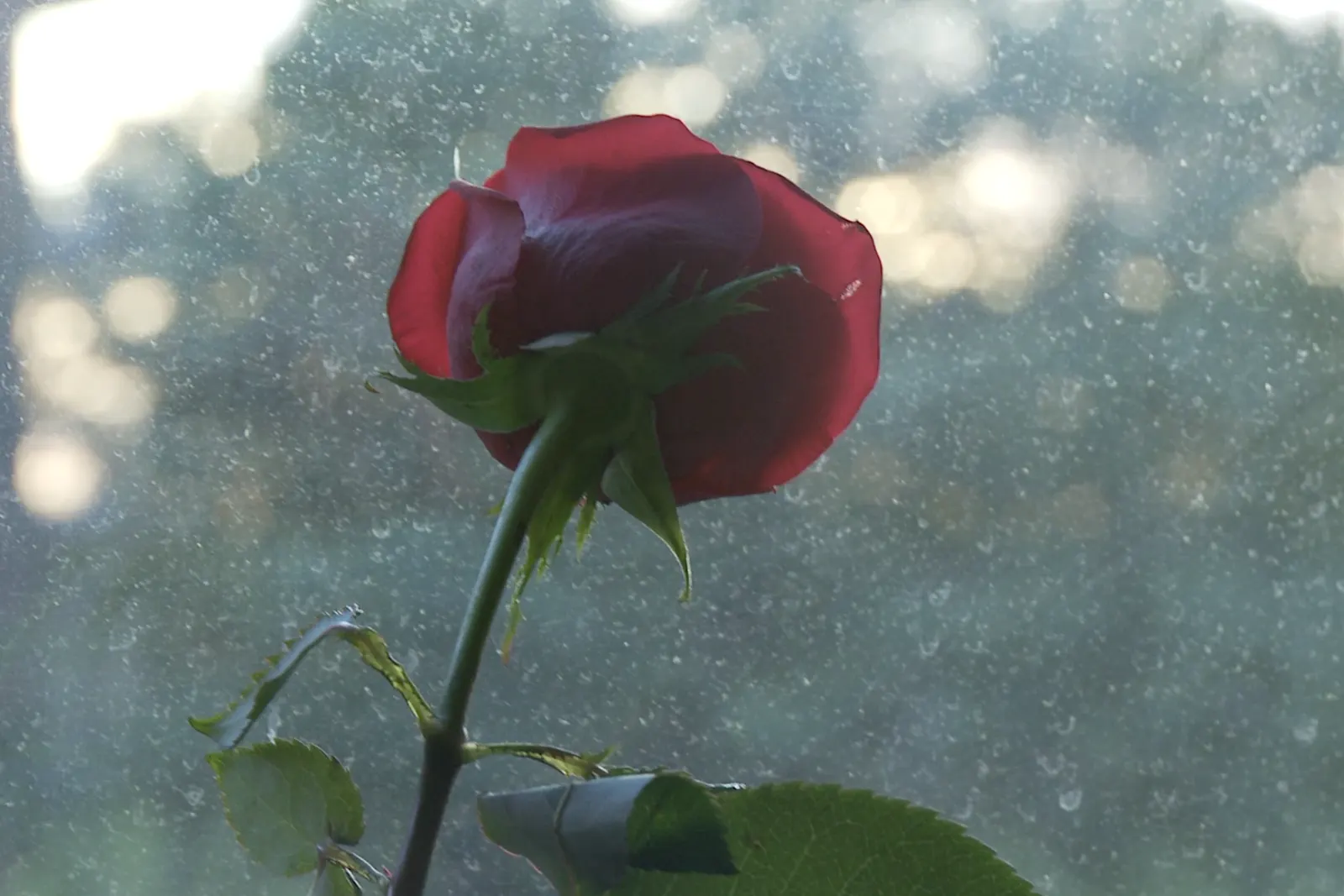 A single red rose against a sunlit window